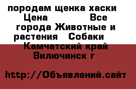 породам щенка хаски › Цена ­ 10 000 - Все города Животные и растения » Собаки   . Камчатский край,Вилючинск г.